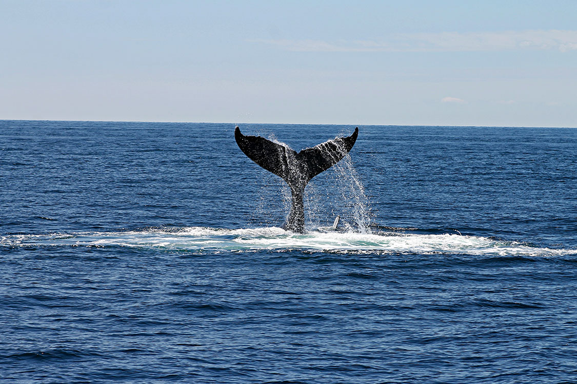 Whale tale breaching as whale dives
